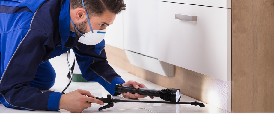 Lakeside pest xpert removal